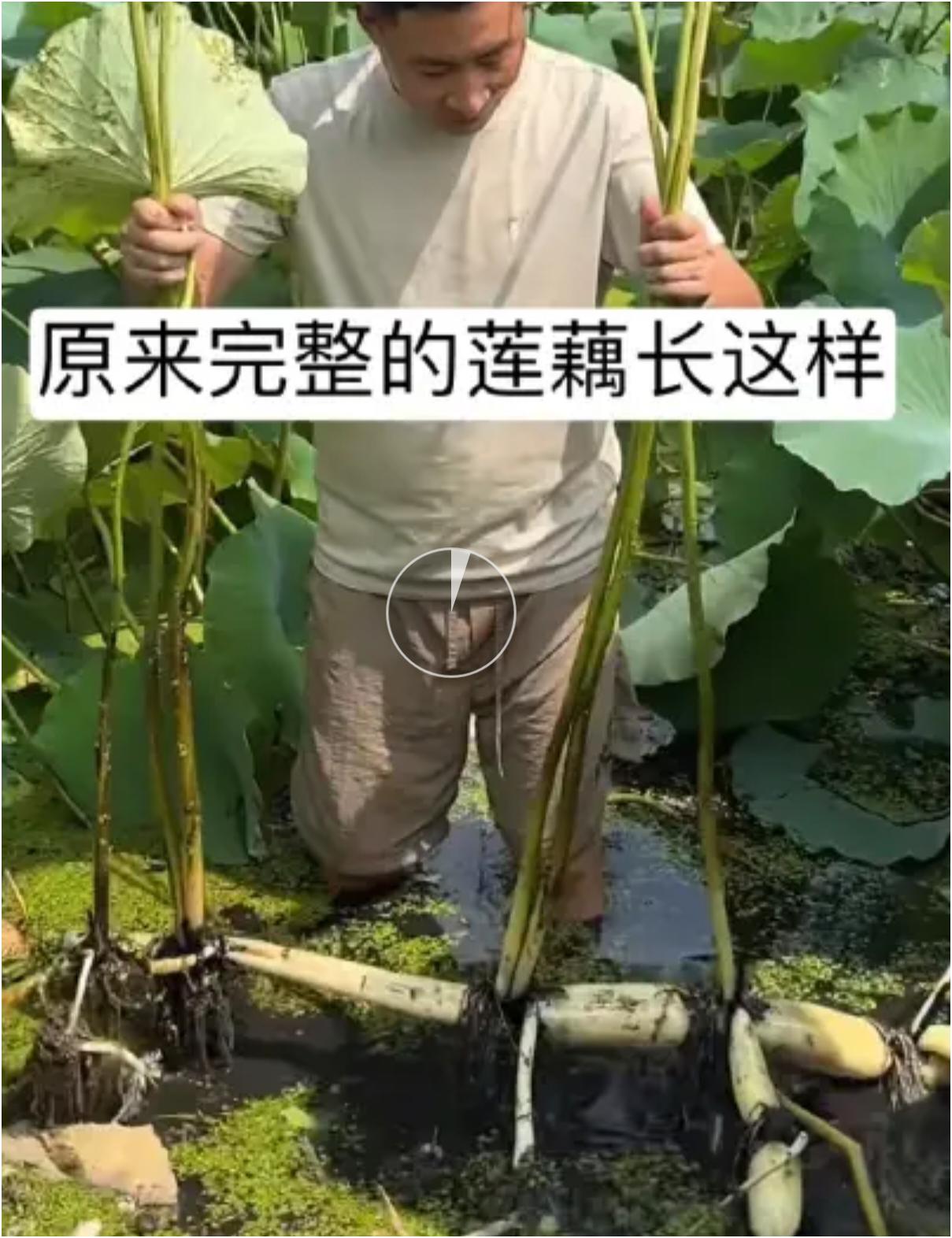 今天算是开眼了，原来完整的莲藕长这样！以前在菜市场看到的莲藕，都是被切断的一小节