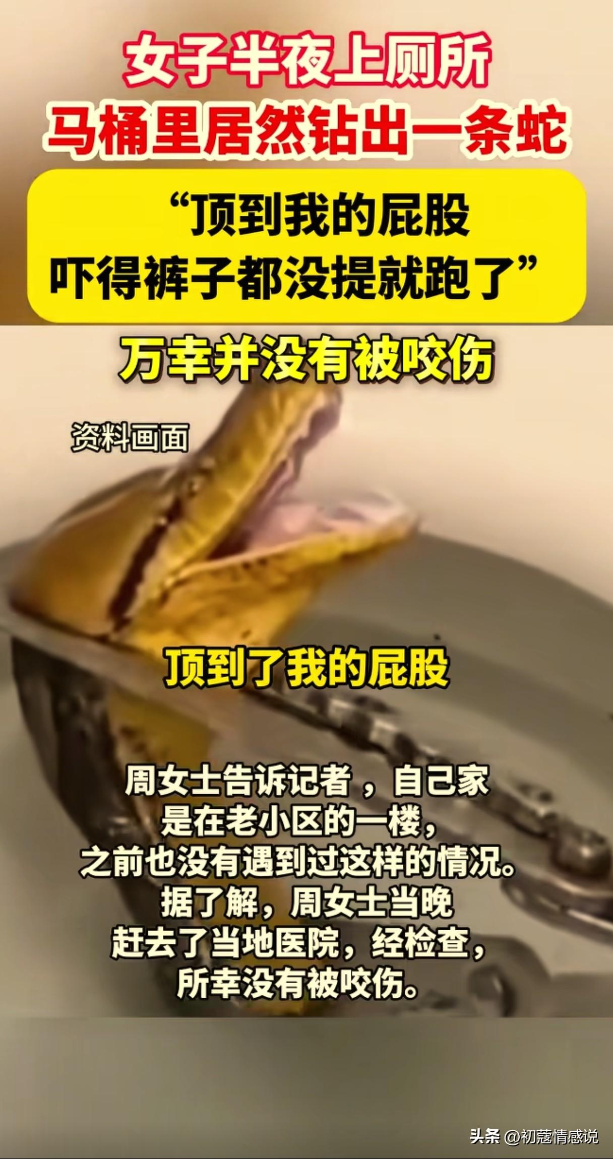 坐标武汉，26楼一户女士夜间上厕所感觉被异物顶了一下，仔细一看是条黄绿相间的蛇，