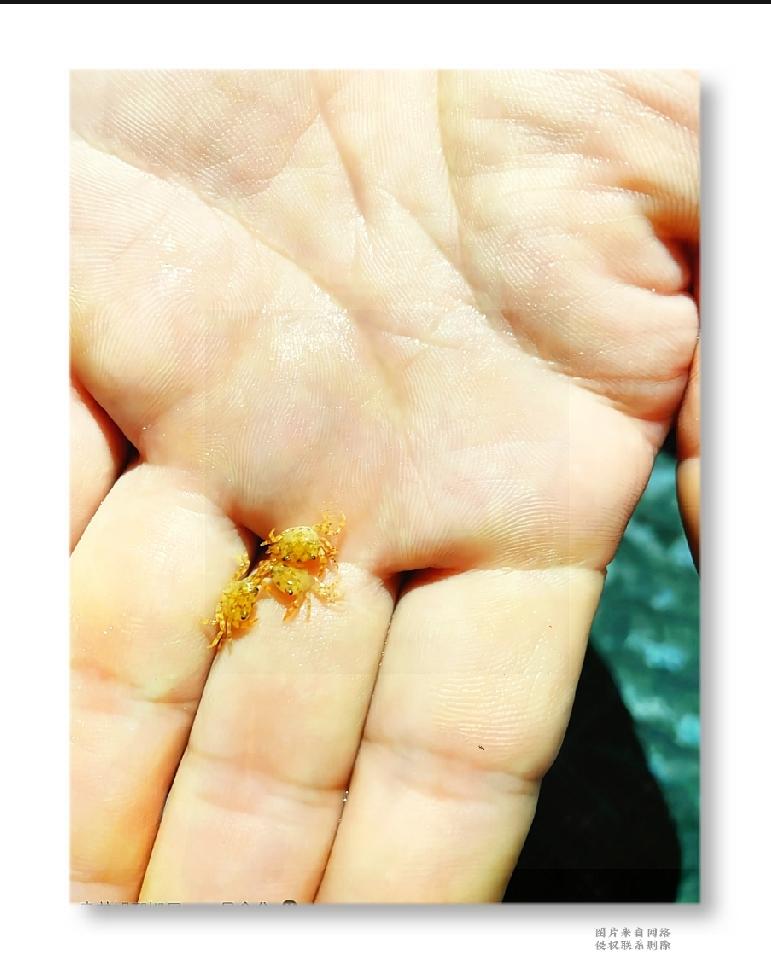 谁见过螃蟹小时候长这样！
 
你看到过吗，螃蟹幼崽居然这么小巧可爱！
 
今天偶