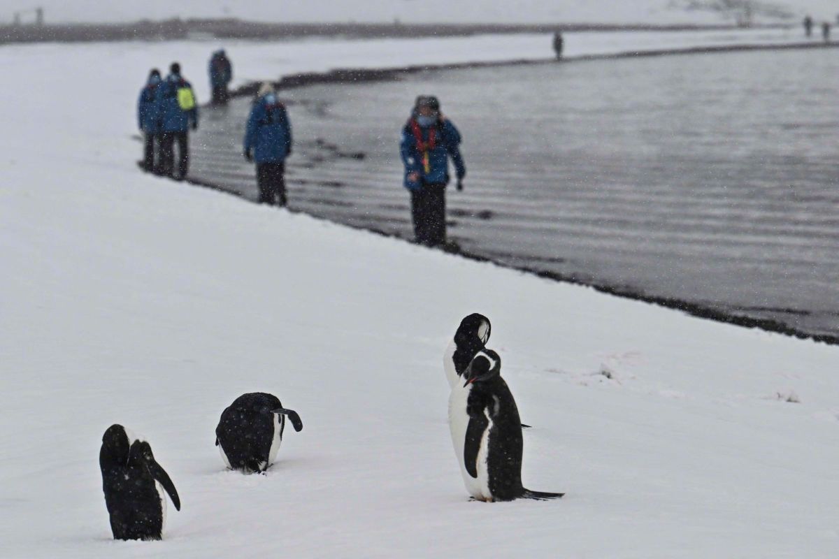 【日媒：#南极游客激增引发环保担忧#】据日本《朝日新闻》网站报道，到访南极的游客