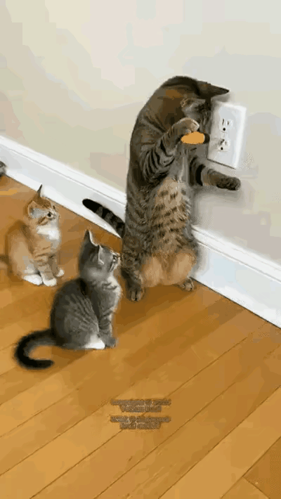 炸毛了你相信猫有九条命的说法吗猫咪一刻 蒙了