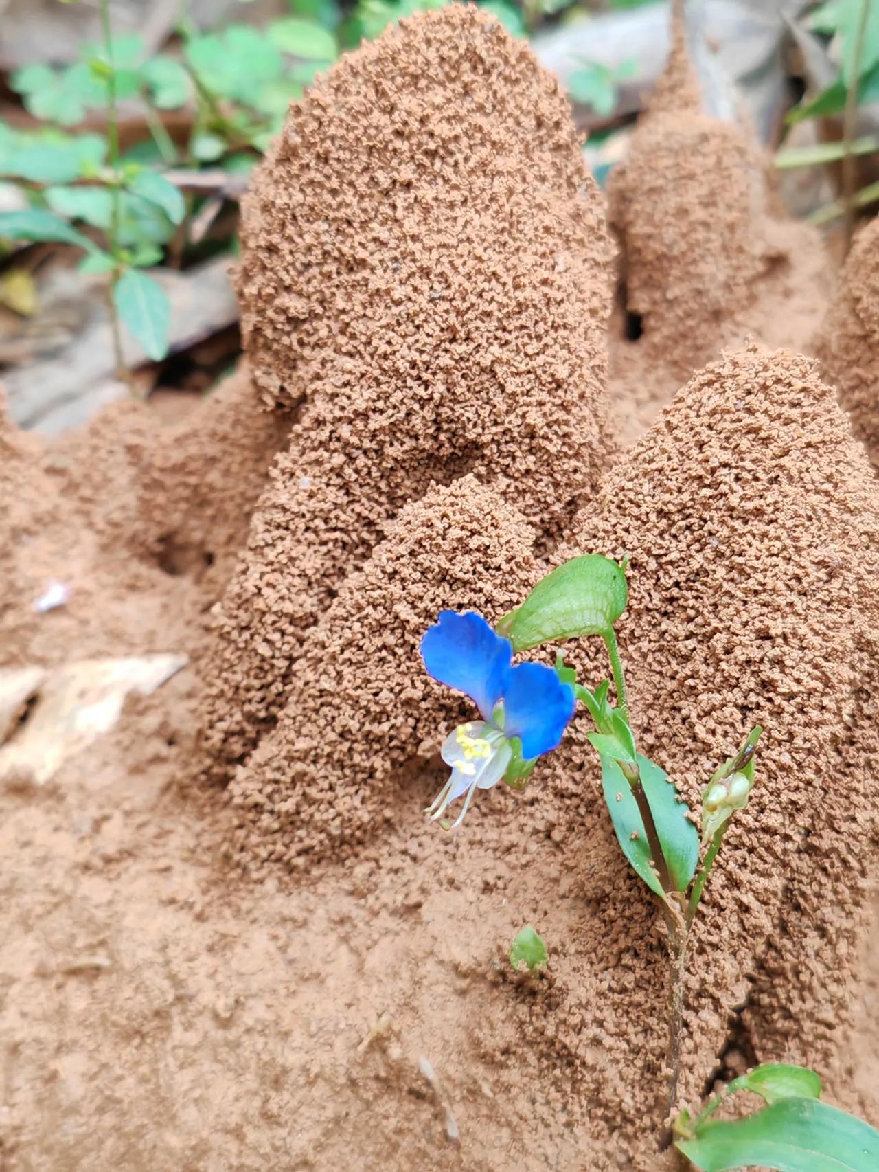 瞬间感觉油车不香了，
即使用奔驰宝马换，
也换不了我的香饽饽电车，
因为它太聪明