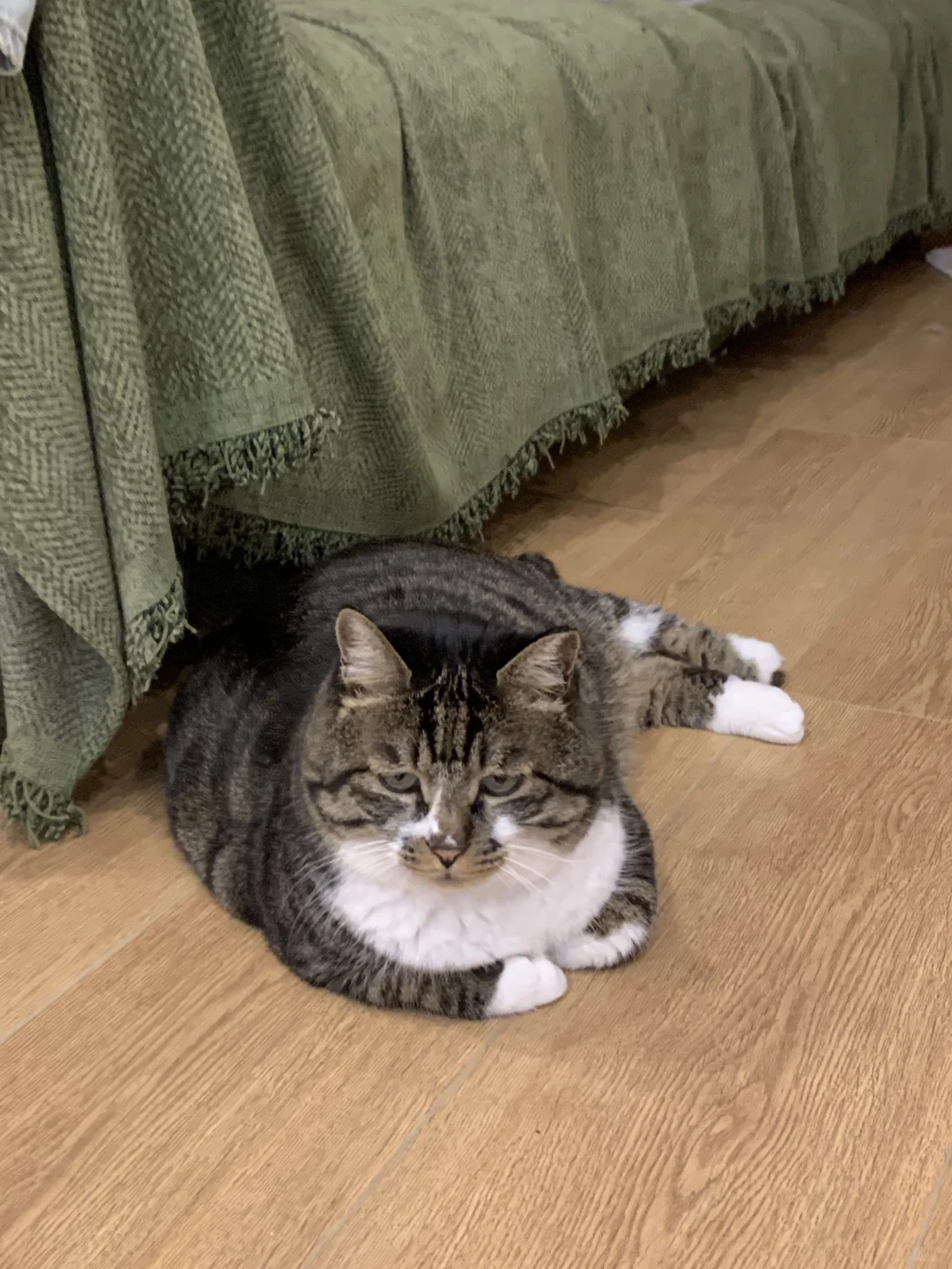 一直在发的 其实是小抓的养老日常