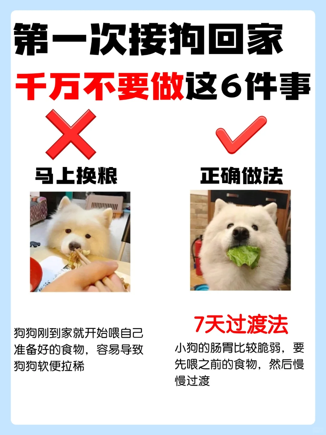 🐶第一次接狗回家？这 6 大禁忌你知道吗？