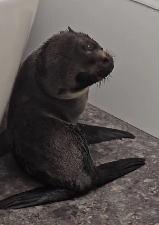 日前，一只迷途小海豹误闯新西兰一家酒吧。店主起初以为是小狗进来，仔细一看，才发现