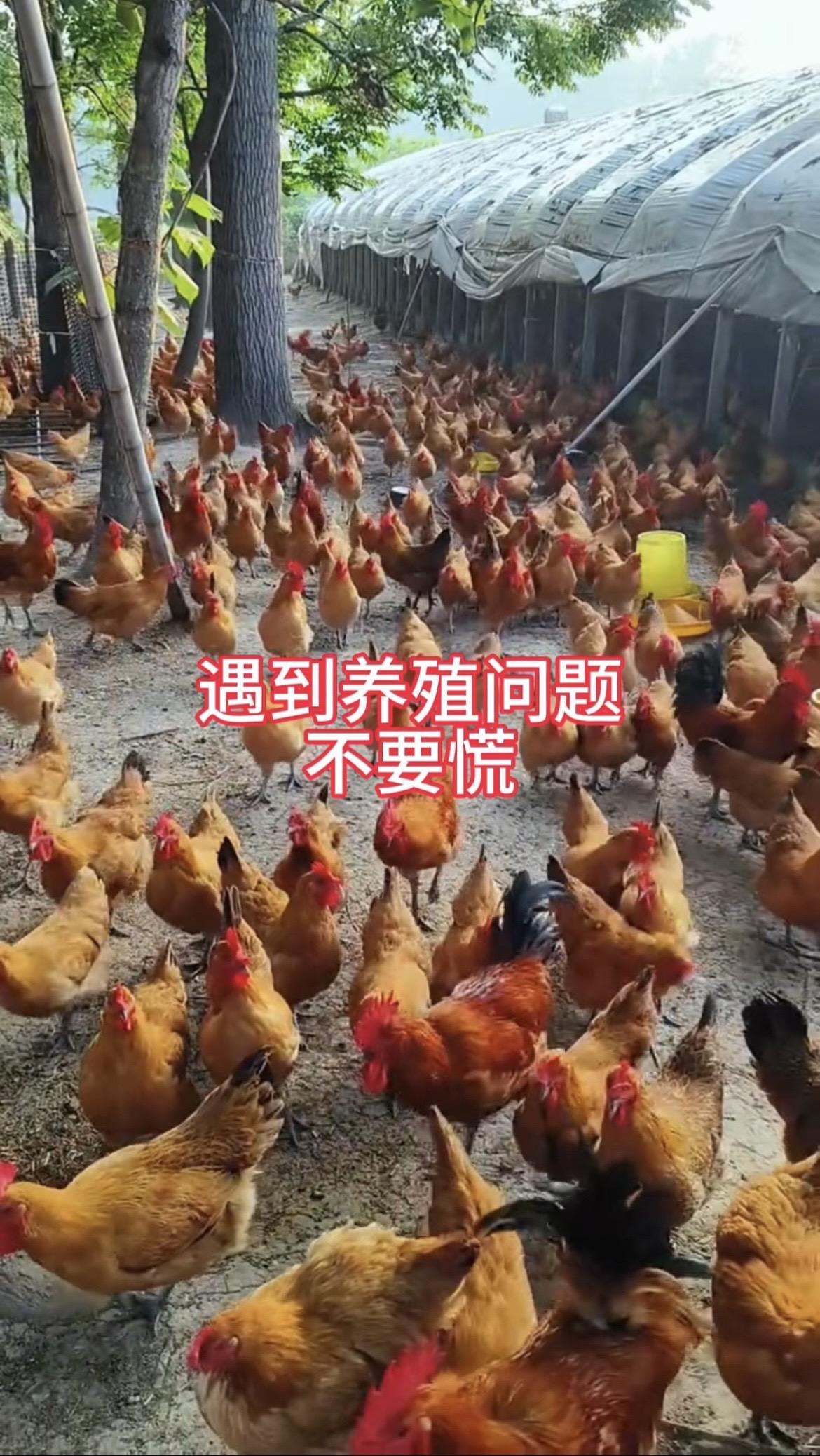 喂上这个温立康，一年四季的健康