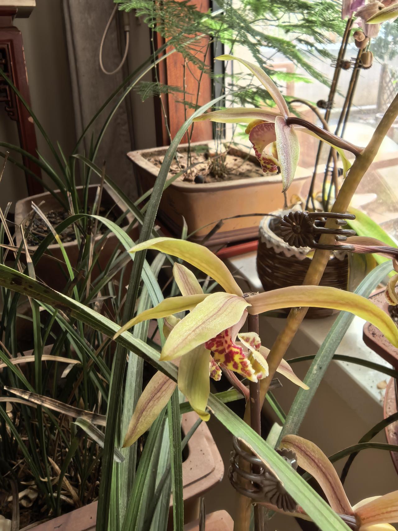 蕙兰终于开花了。非常漂亮的小花朵，一共开了8朵紫黄色的兰花。准备今年花期以后分株