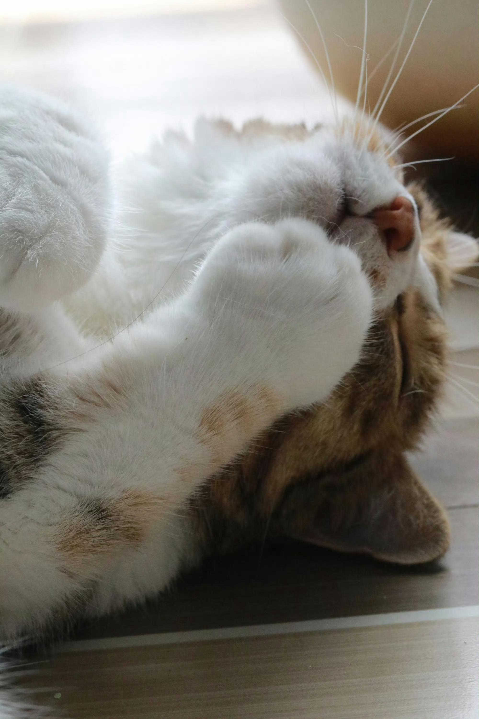 手手脚脚都很大是因为小猫猫稳稳当当 ​​​