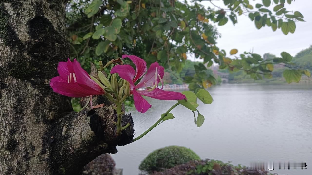 晒图笔记大赛紫荆仙子