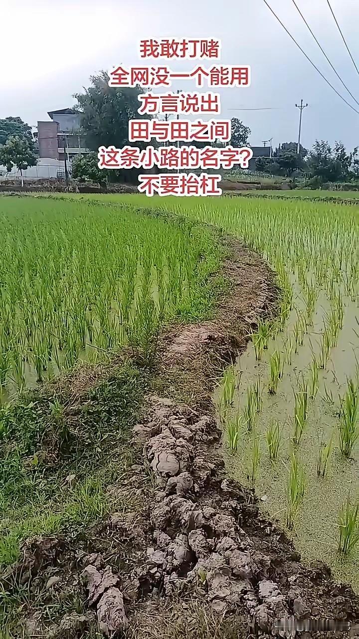 如果我没记错，这个就叫路。