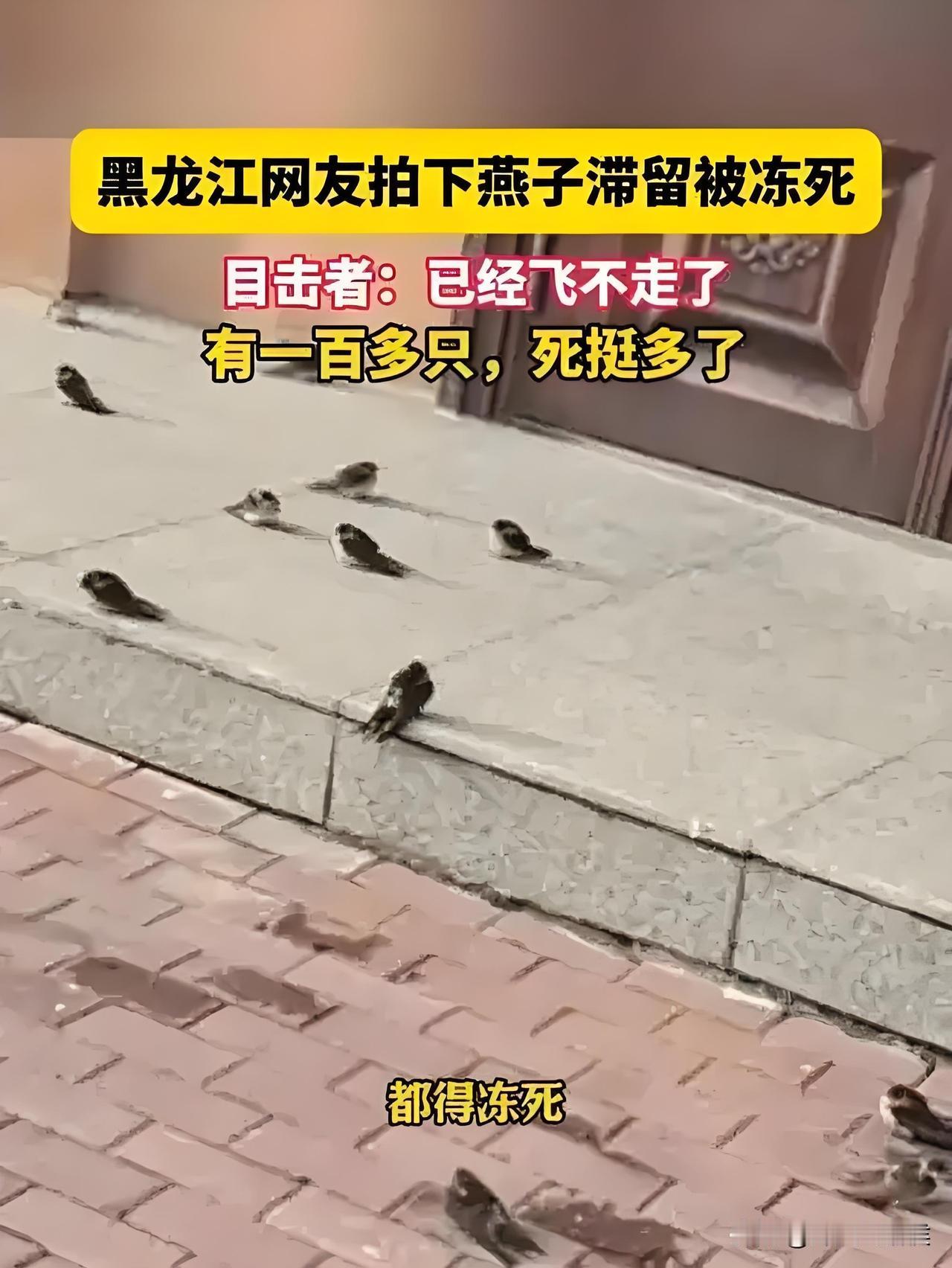 东北燕子冻死街头

这届秋天，连候鸟都没接住

最近黑龙江五常的燕子成了热点，看