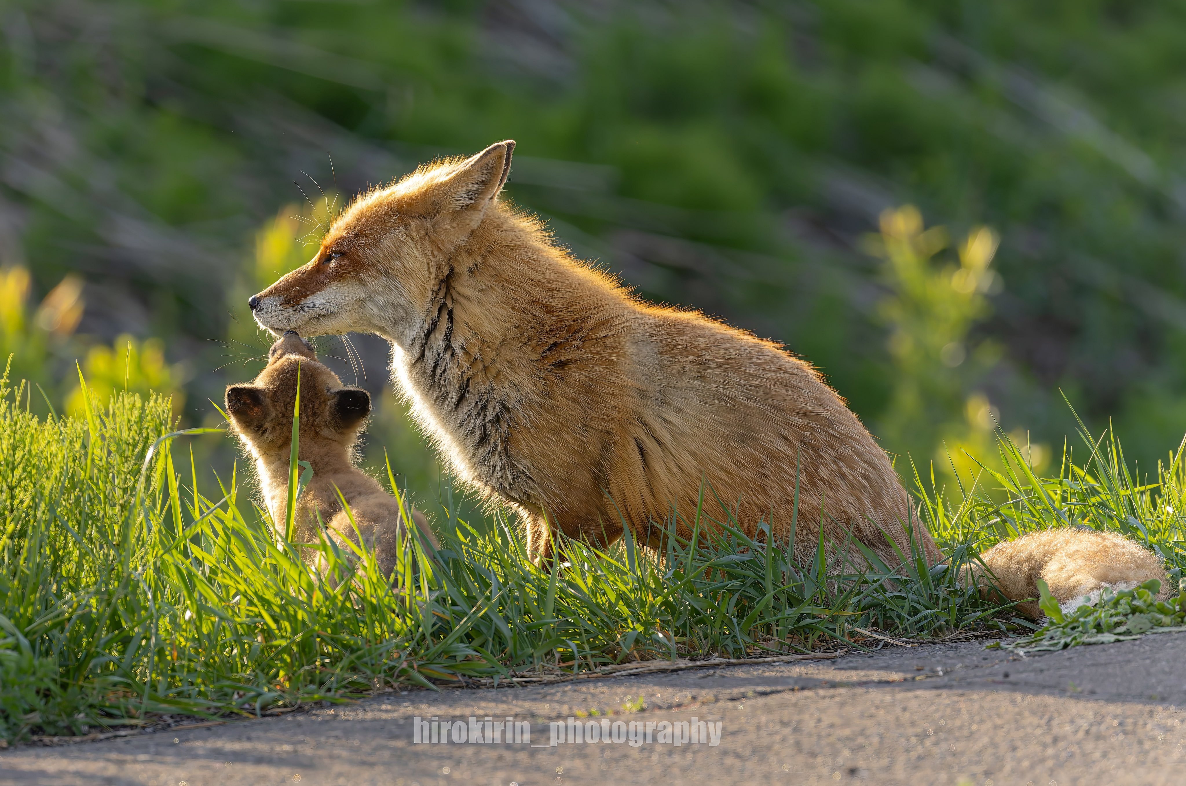 狐狸 ©️hirokirin_photo 拍摄的小狐狸和狐狸爸爸的场景 