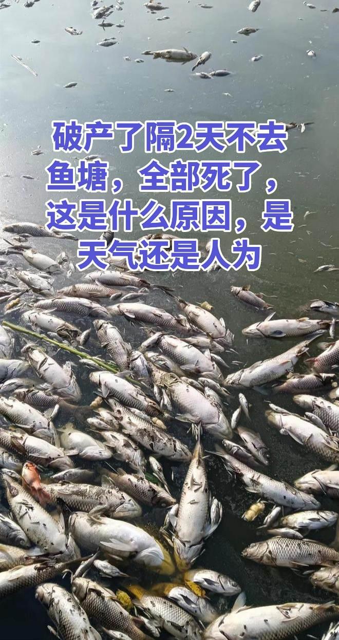 两天不去鱼塘，鱼都死光了，都不知道是什么原因，难过啊养鱼日记 养鱼 农村生活 农