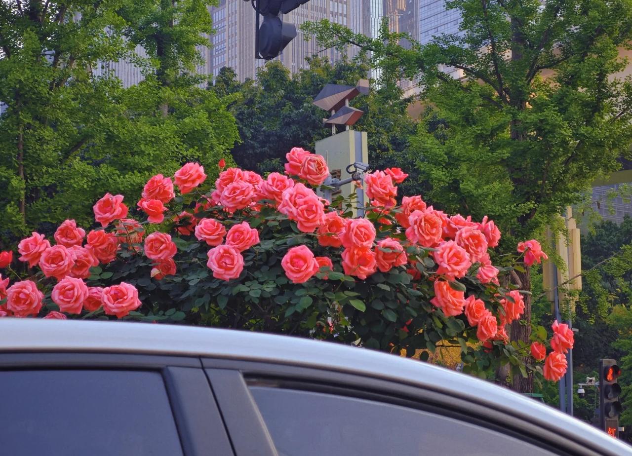 重庆的路政把花养🉐好好～～
上班、下班一路看👀花，明天就是周末啦，开心绿化带