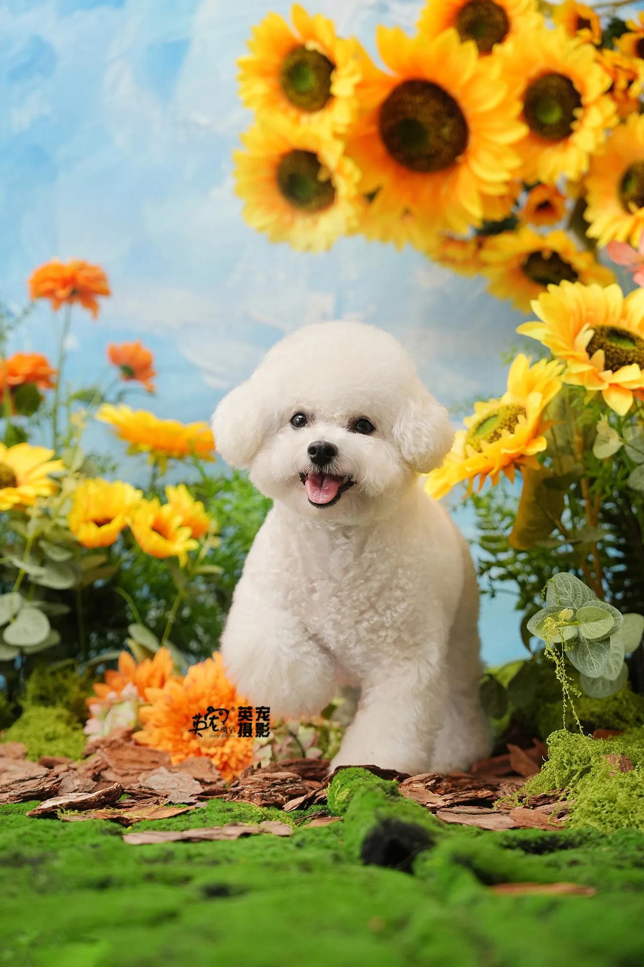 丁零当啷，噼里啪啦
美得很！😍