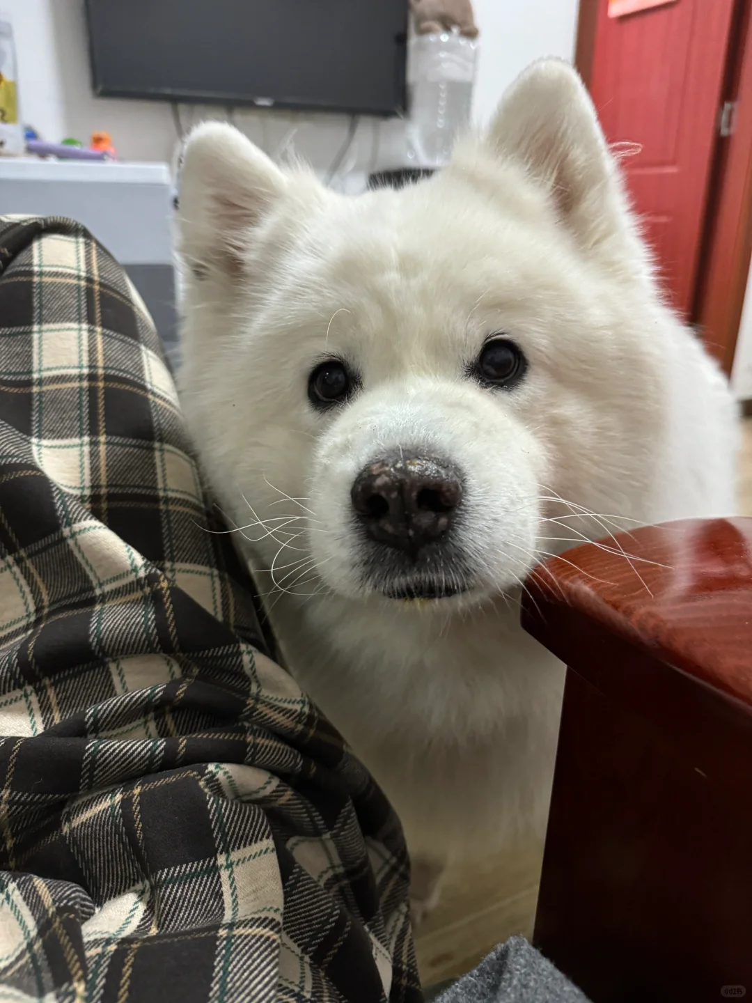 猪咪吃完饭觉得自己是世界上最棒的宝宝