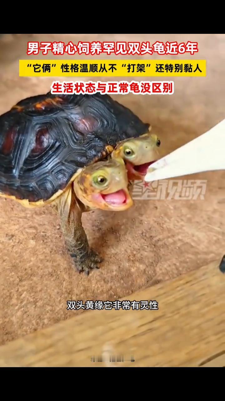 男子精心饲养罕见双头龟近6年，"它俩"性格温顺从不"打架"还特别黏人，生活状态与