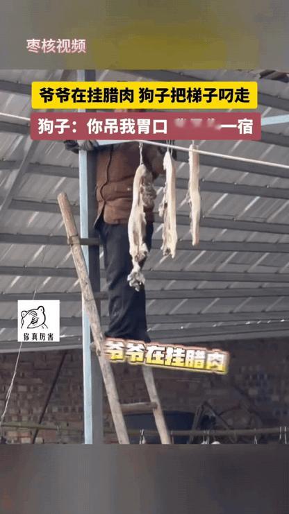 四川一户人家腌腊肉，闹出了个大笑话！
爷爷听奶奶的话，搬梯子把腊肉挂到高处，这样
