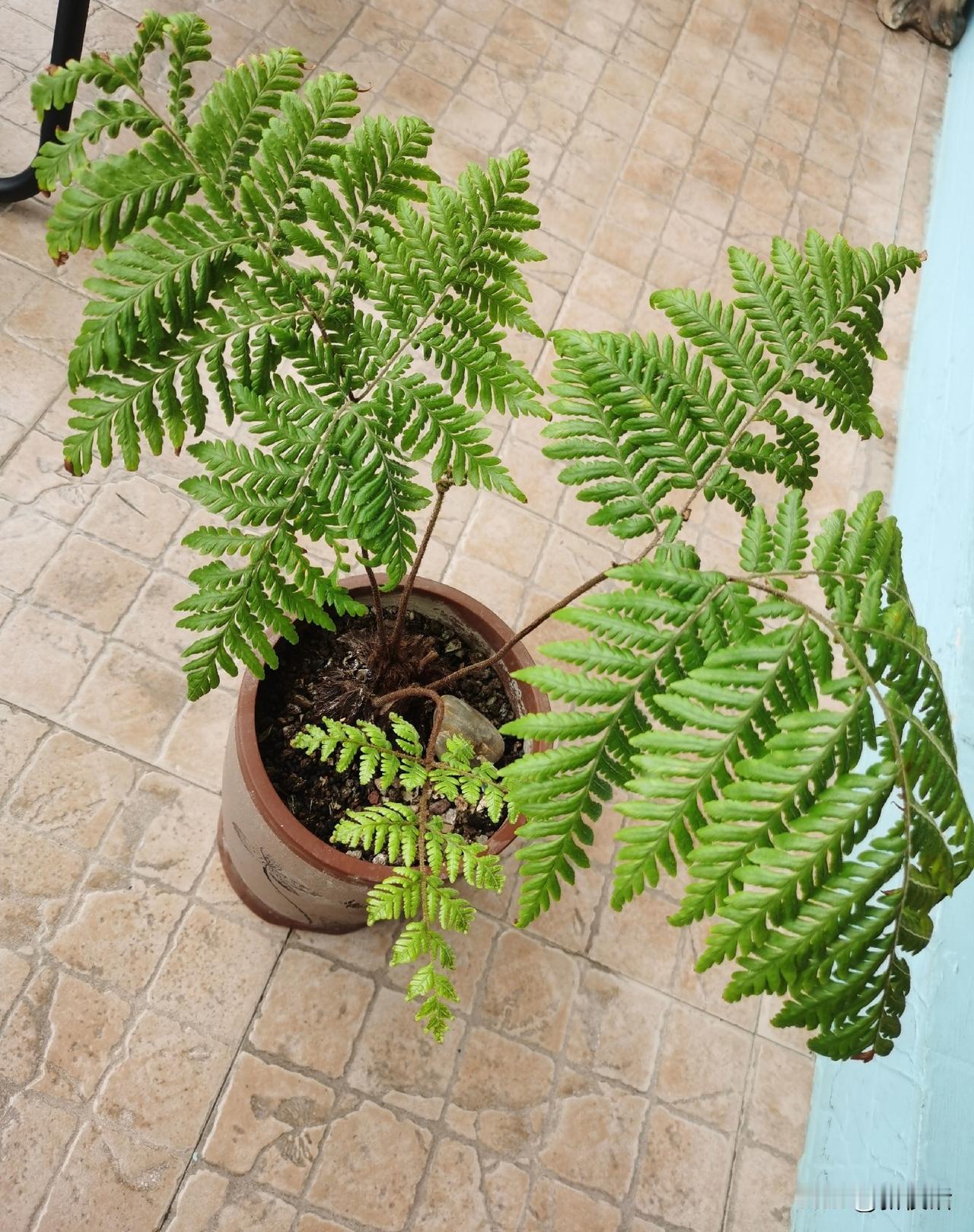 树蕨，是一年前我才认识的小物种，是我家小老太太给我的科普。
记得一年前，小老太太