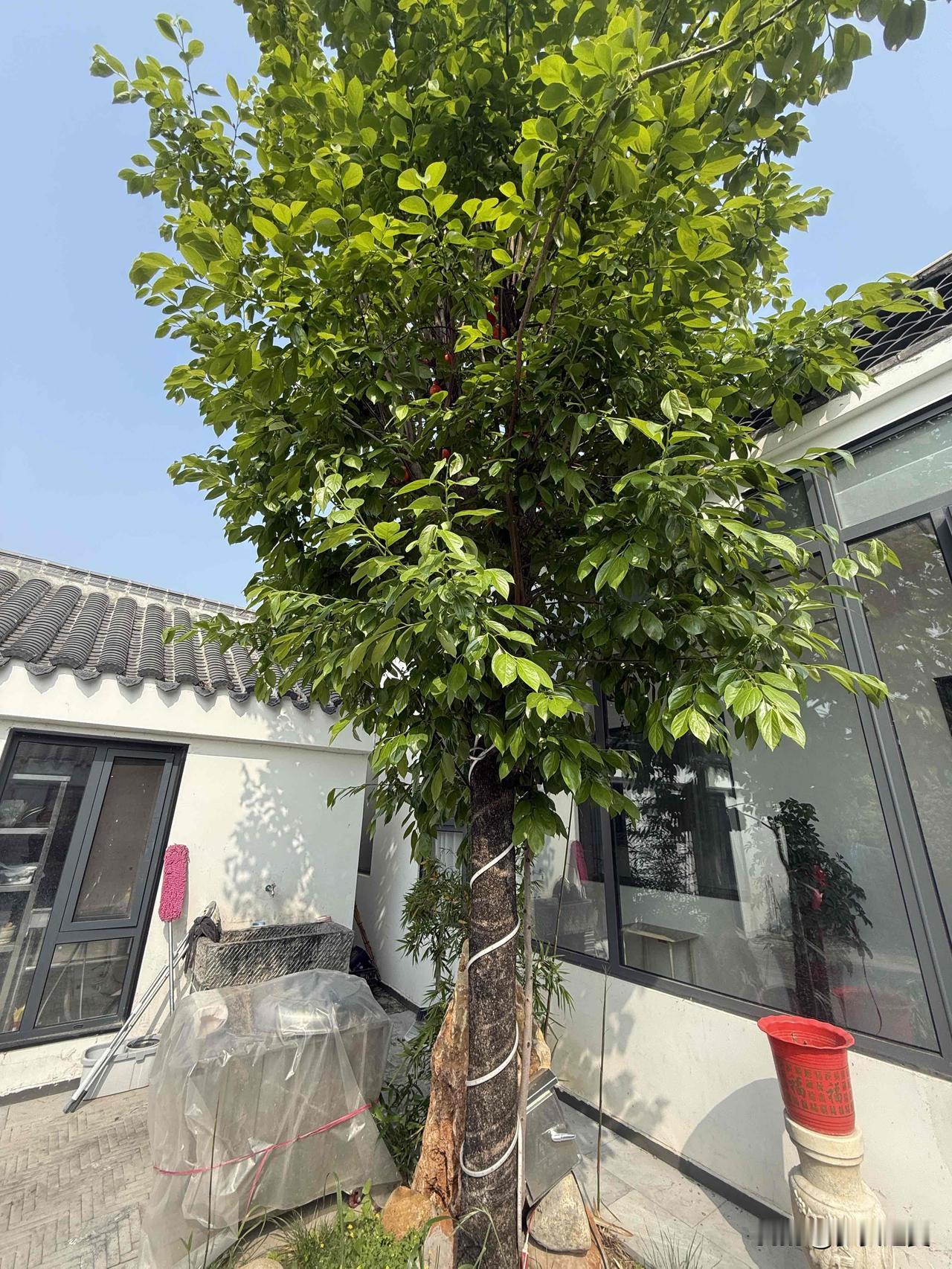 【小对联】
上：……？
下：秧苗。