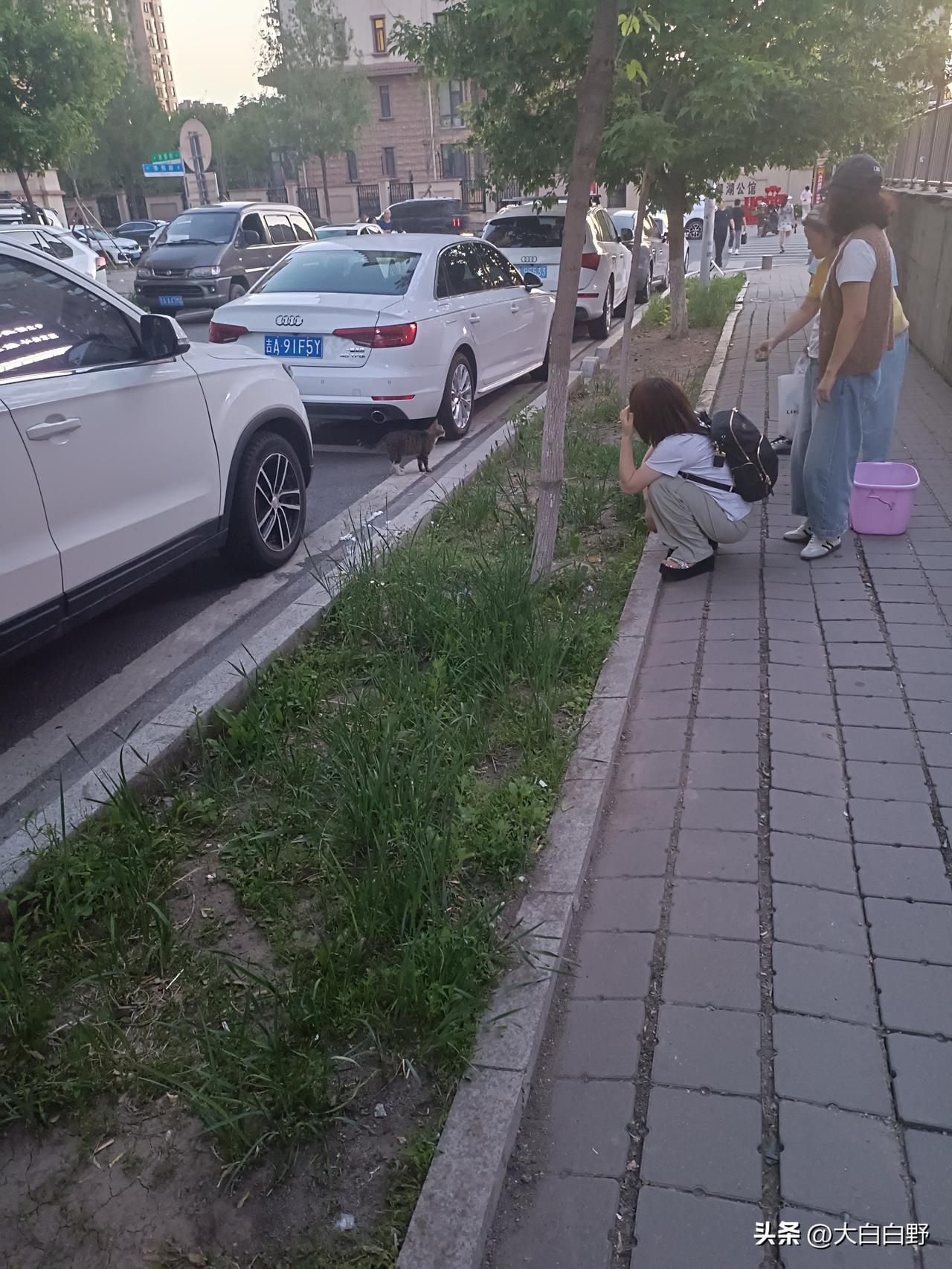 救济一只流浪猫
今天下午看到感人一幕，几名具有爱心的女性，行动起来救济一只流浪猫