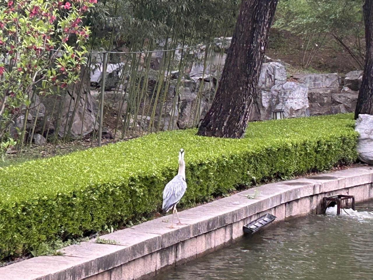 今天在颐和园附近的公园里看到了一只美丽的苍鹭，仙气飘飘。