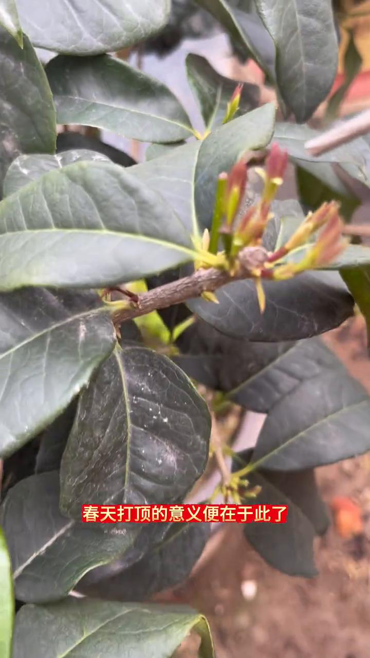 张家桂花盆景嫩芽打顶的意义在于此。
树冠不是很丰满的桂花来说，春天打顶的意义便在