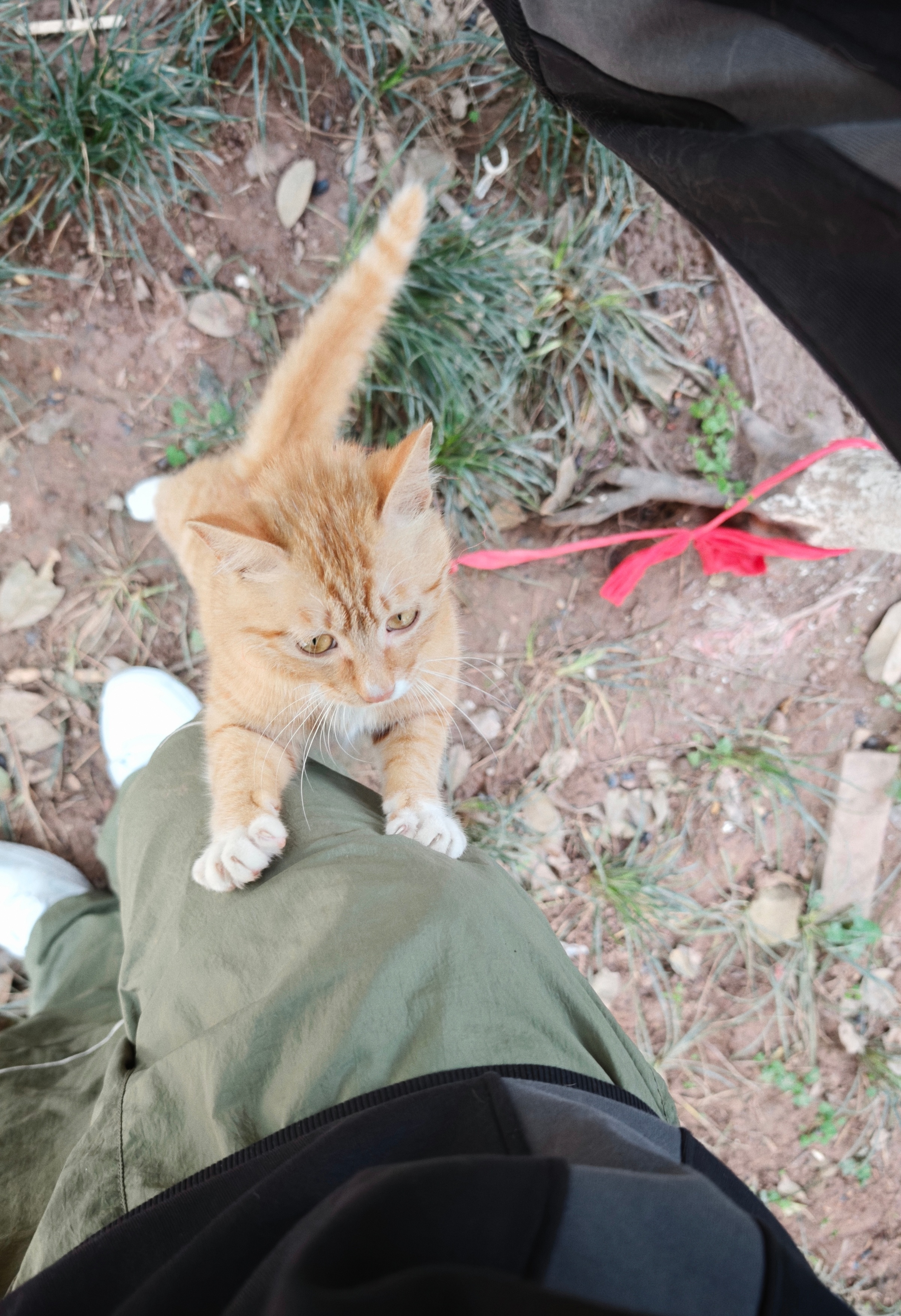 家人们这只小猫好像有点爱上我了怎么办•̀֊•́ 