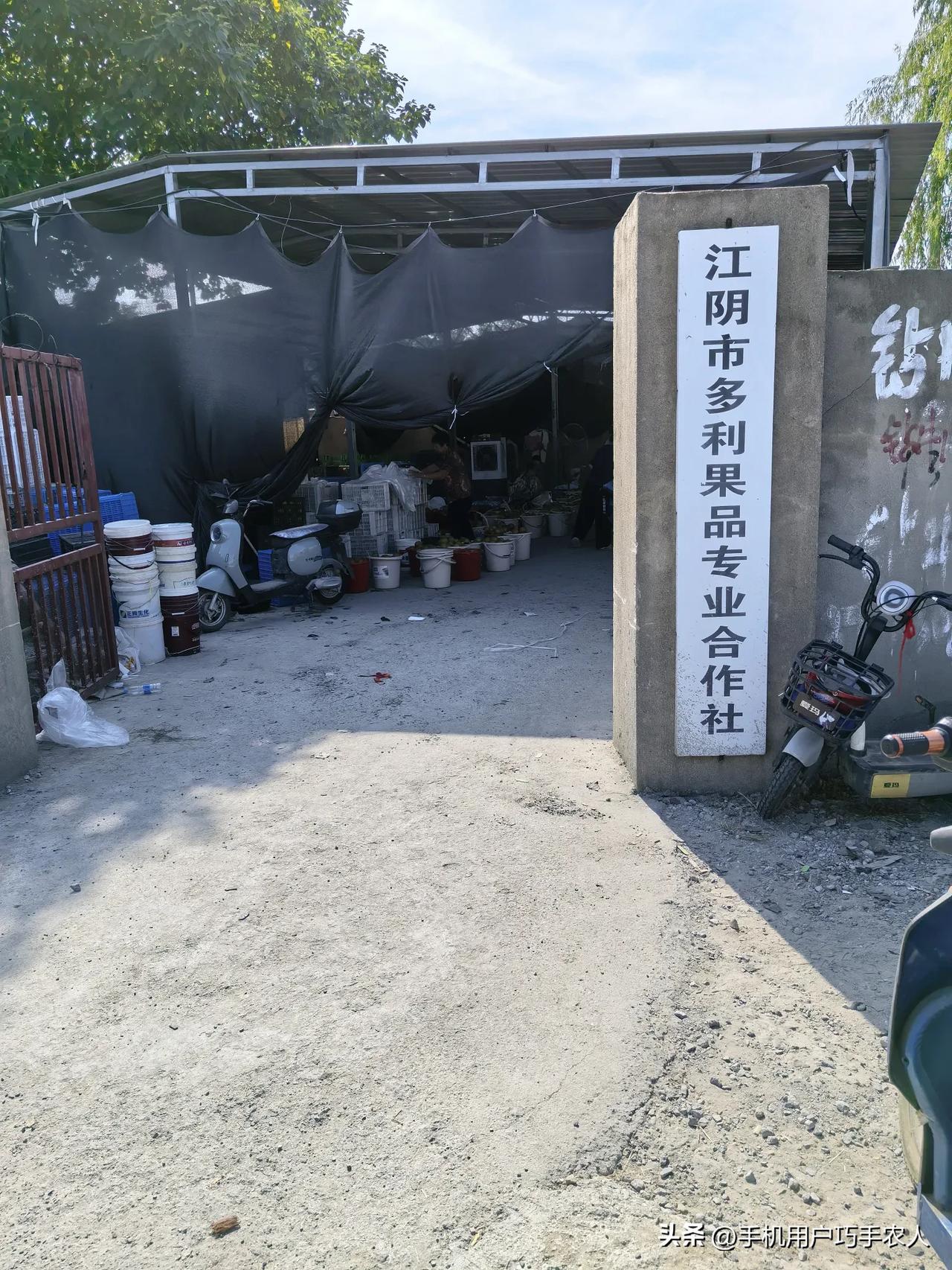 江阴荡南村的翠冠犁吃馋了我的嘴！

趁台风还没登陆，风醇雨小，又去江阴荡南村的翠