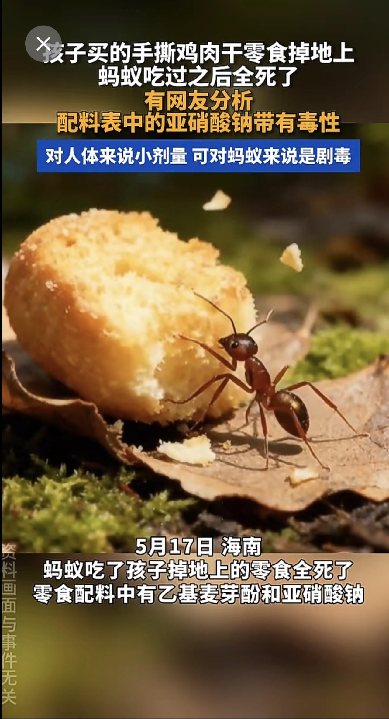 孩子买的手撕鸡肉干零食掉地上，蚂蚁吃过之后全死了，有网友分析配料表中的亚硝酸钠带
