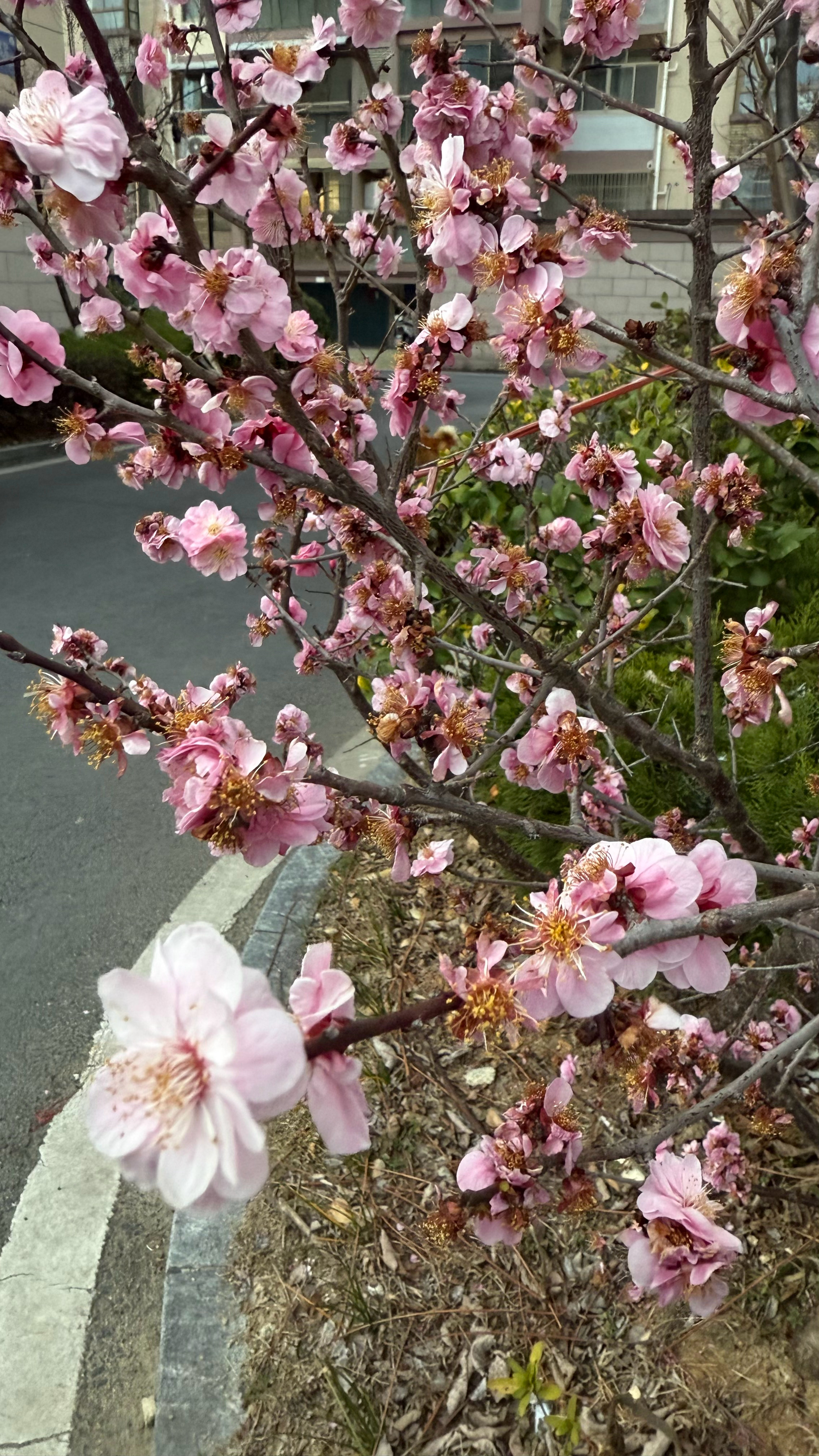 花花花花花花开了 春天真的来了！就喜欢阳光明媚的日子 