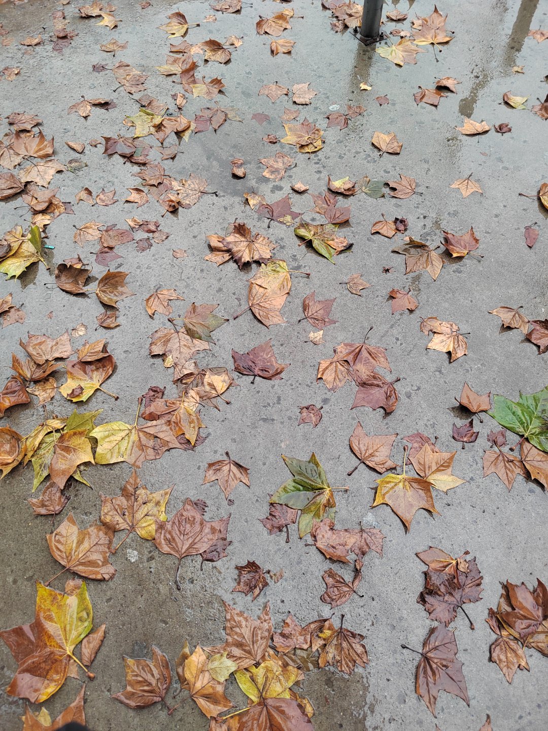 为啥越来越多的人上班不爱背包了 我也发现我现在出门都不背包了。以前背包，里面放的