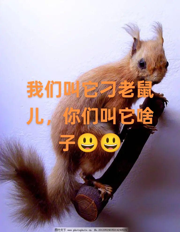爬树第一，啃玉米第一的刁老鼠儿。