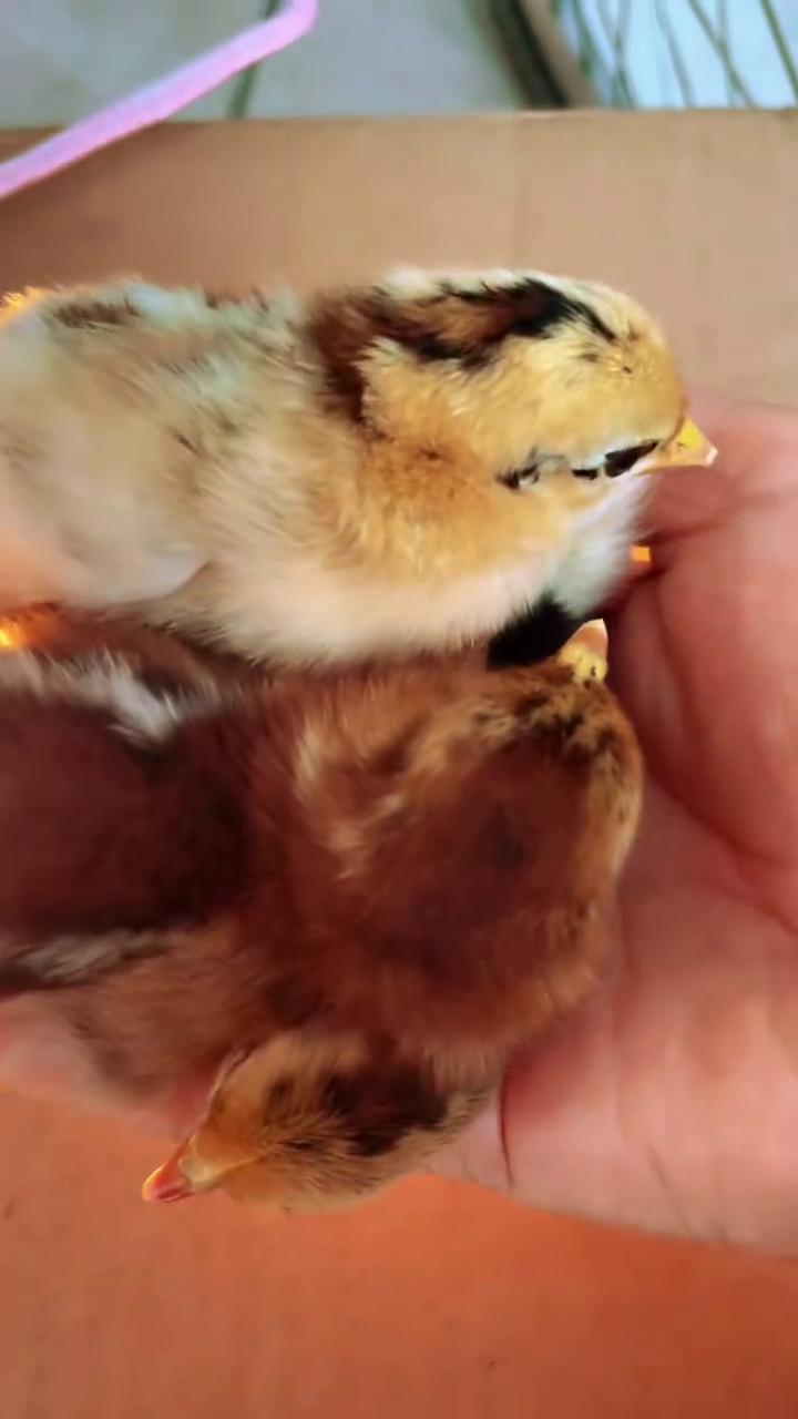 小鸡出壳第二天。
小鸡出壳的第二天，看一看是不是很可爱？小鸡你好，一个个都非常的