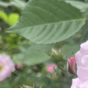 每日一善 小樱 蔷薇花完整种植养护方法（地栽+盆栽通用）一、最佳种植时间春秋两季