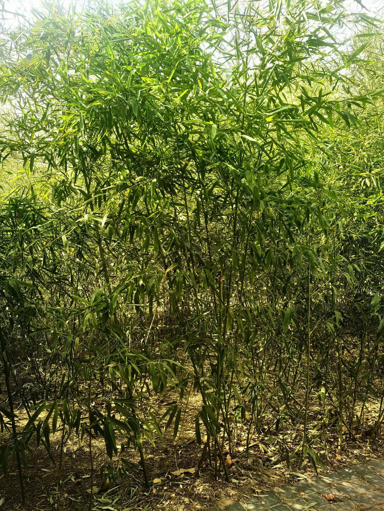 春日生活打卡季早春二月的竹子，冬日里就翠绿一片，现在大地回春，更显得生机盎然。