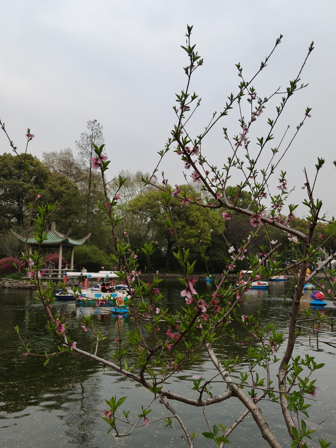 🌸✨春日午后的街角太治愈啦 🌿白墙拱门下樱花簌簌 🌸杜鹃开得正热烈 🌺连