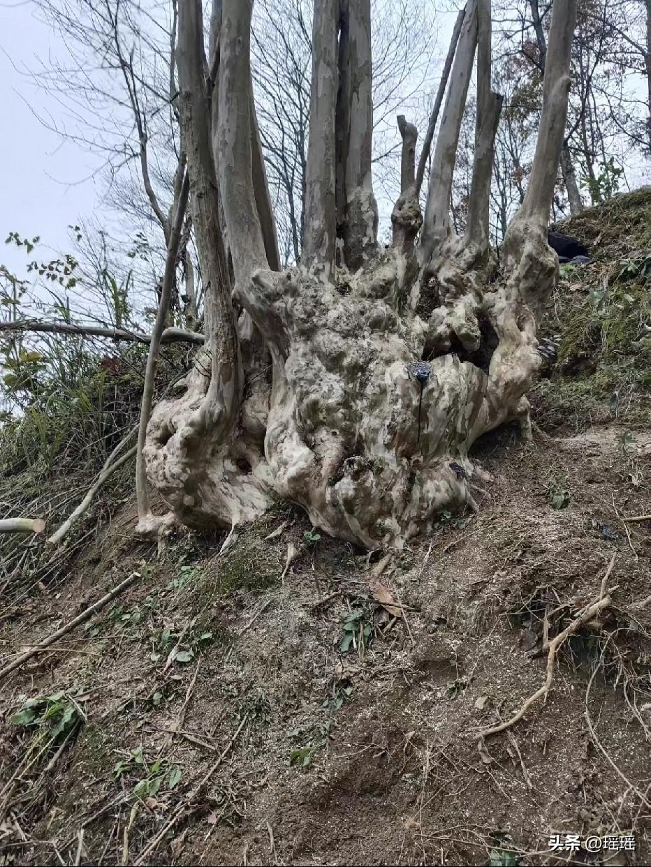 这是什么树，成精了