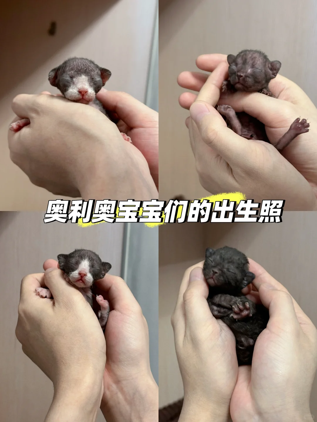 小猫咪也有自己的出生照