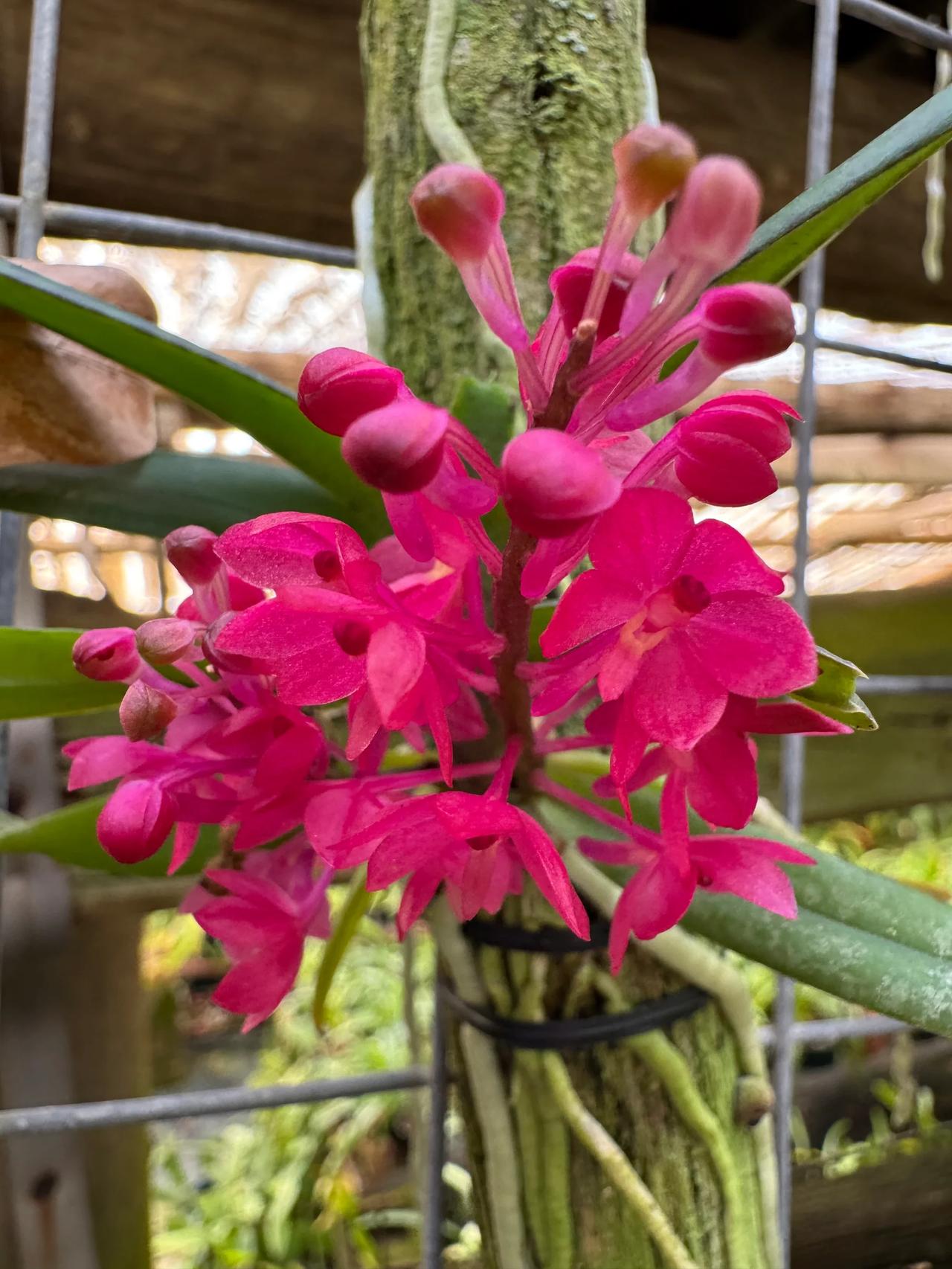 Ascocentrum ampullaceum (Roxb.) Schltr. 