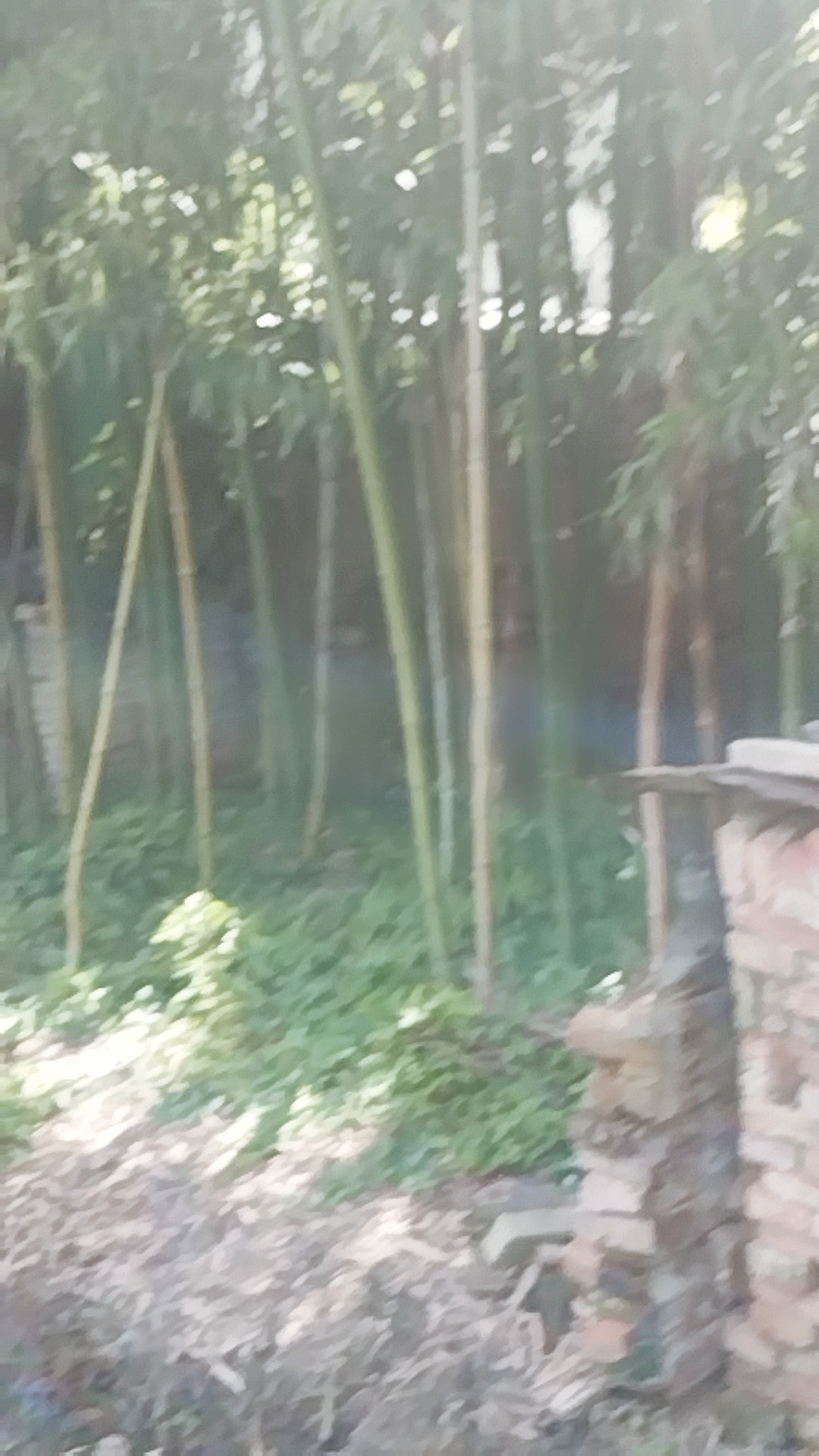 一叶知秋 ​​​