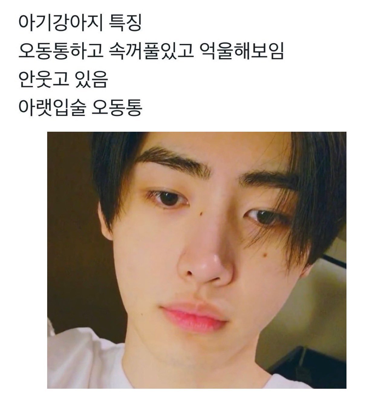 宝宝小狗的特征肉乎乎 有内双 看起来有点委屈不笑、下嘴唇肉嘟嘟的 