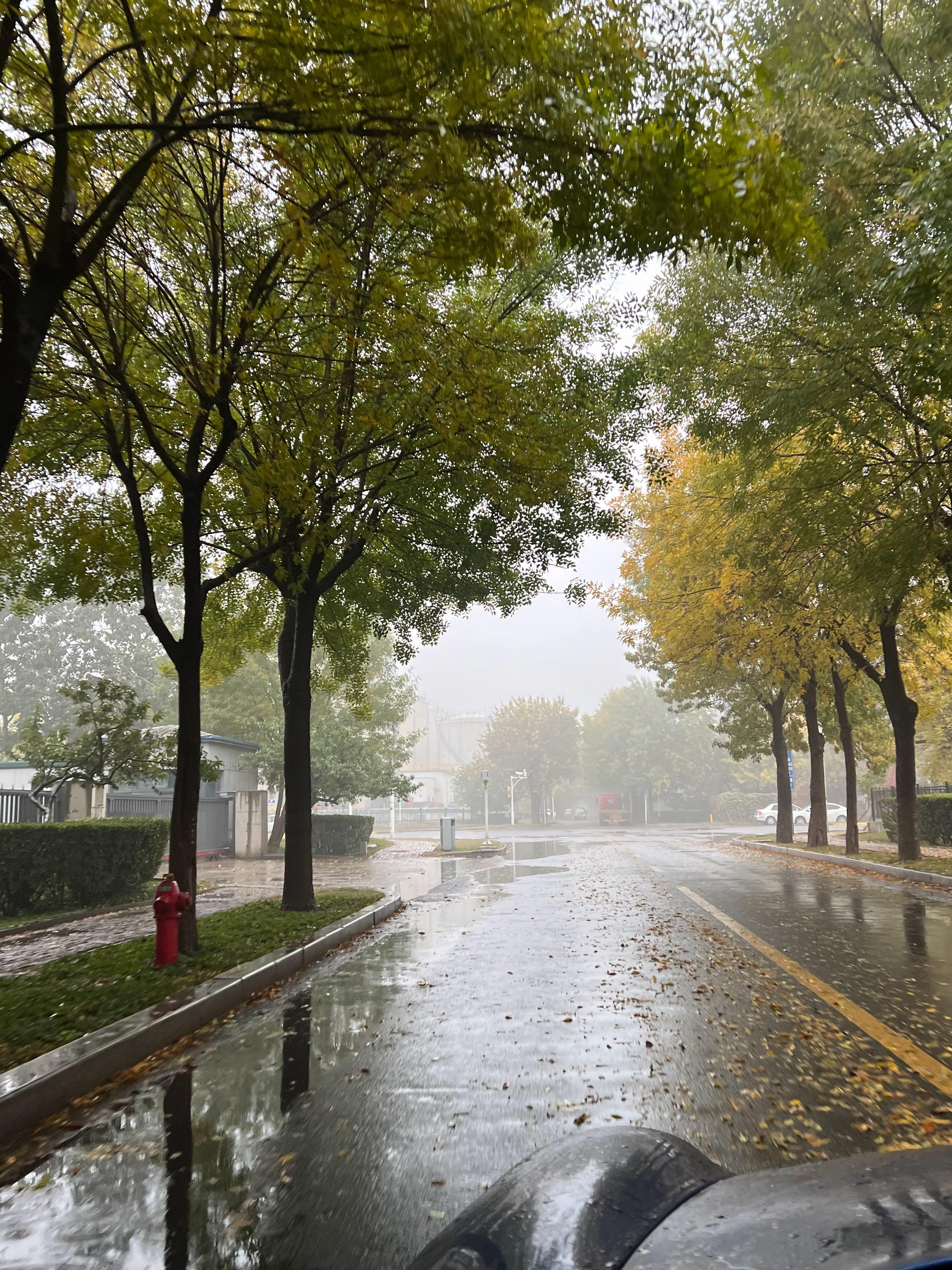 到了这条路，每年最美的时候[嘻嘻][嘻嘻]  ​​​