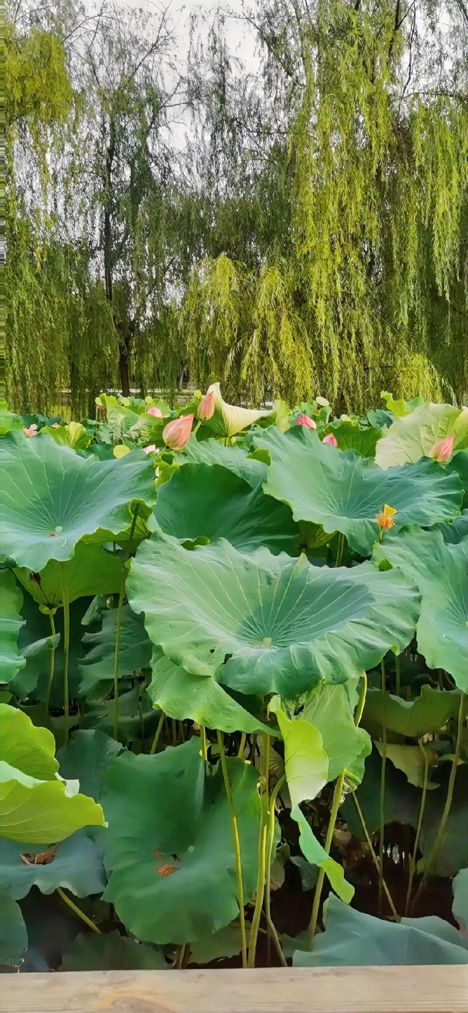 炎风柳色绿侵堤 。
“夏日 ”对 “炎风”，点出夏的温度， “荷花 ”对 “柳色
