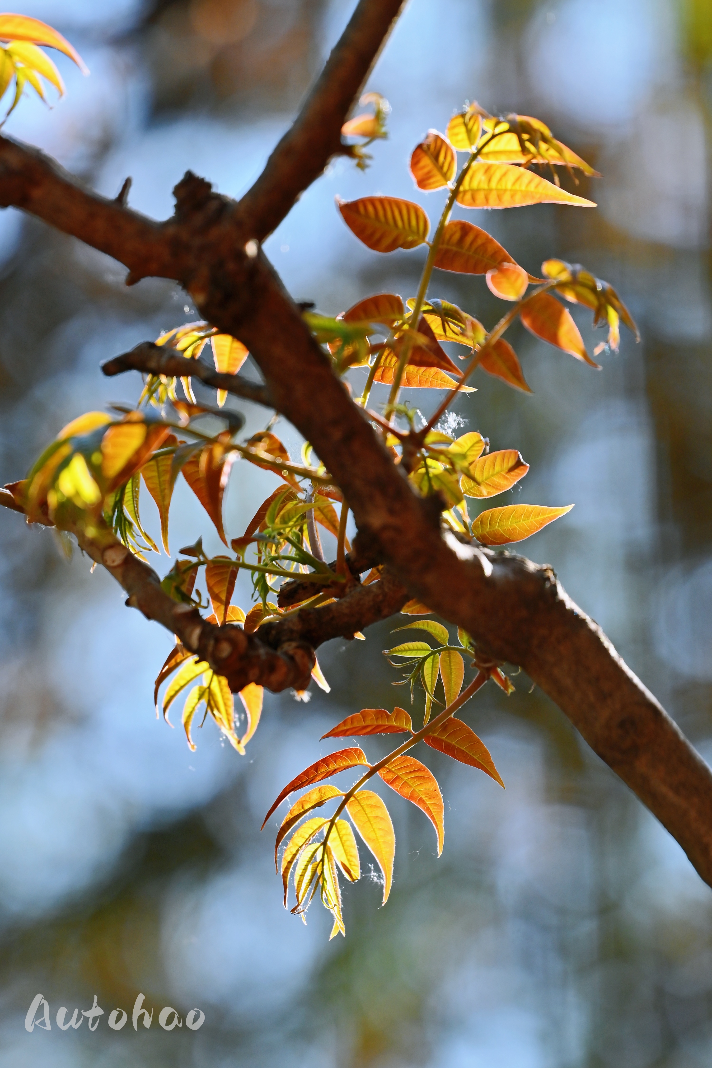 每年一次的 到点儿    我家的香椿上线了香椿