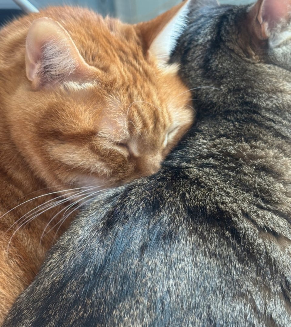 猫猫沉浸式吸猫 