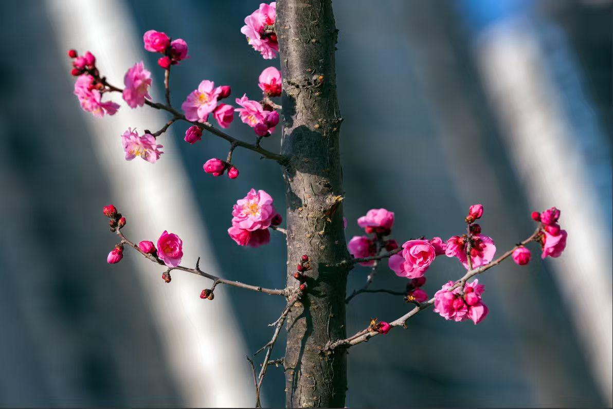 它不与百花争抢春日热闹，只在寒意未消时，用最温柔的颜色唤醒生机。红梅傲雪，暗香浮