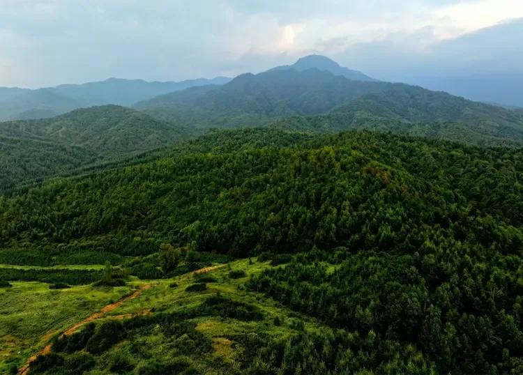 花儿故乡，生态康乐。山峰隽秀挺拔，古木擎天环绕；滿目岚气笼罩，焕发别样光彩。来这