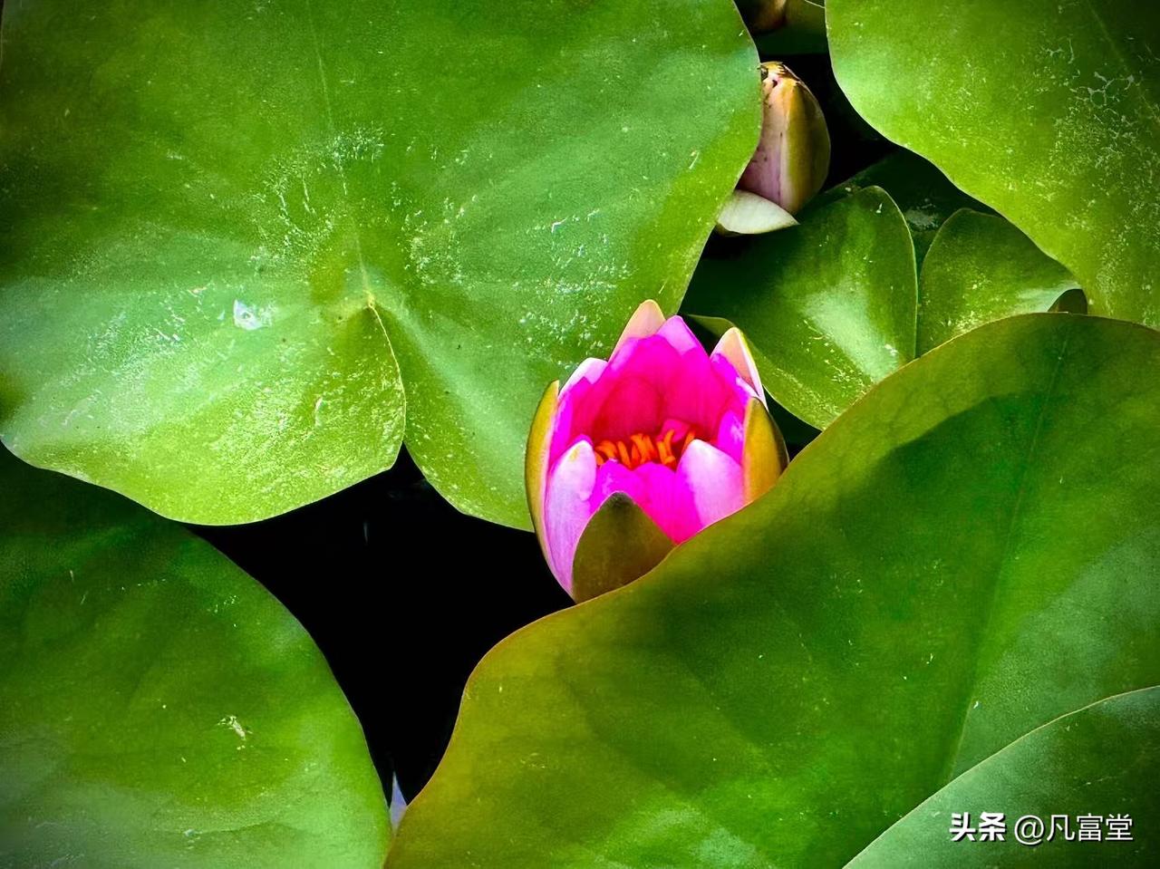 睡莲的夏天
        （原创）


听得见水声的夏天
才是睡莲的夏天
一朵