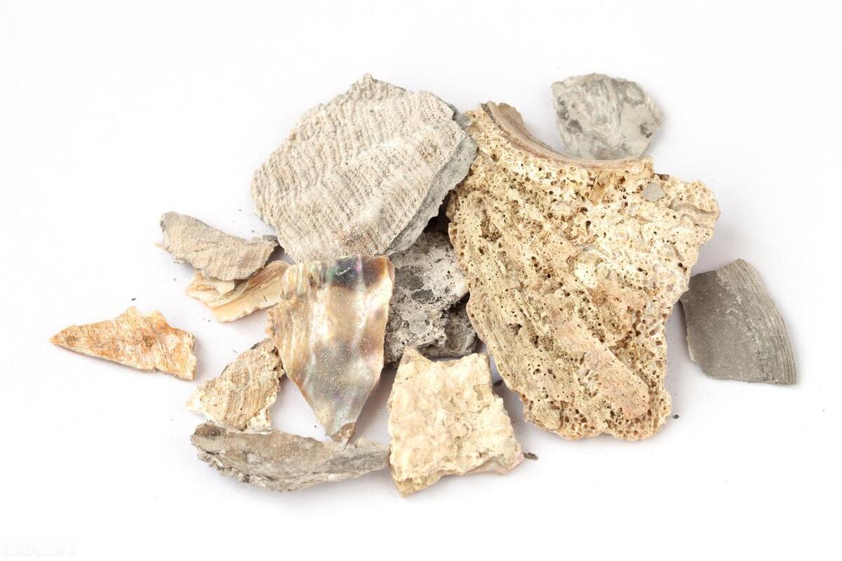 高血压——降血压我有一方，效果显著，今日公之于众

【组成】生地、白芍、生石决明